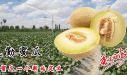 网红吃民勤蜜瓜,民勤蜜瓜，甜蜜滋味尽享舌尖之旅