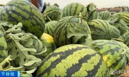 山东网红吃瓜事件,揭秘网络舆论的风暴与真相